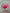 Neon Pink Star