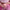 files/pol_pm_636-Lakier-hybrydowy-MAKEAR-1532_5.webp